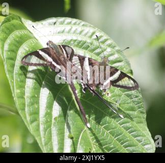 Weißer LibellenschwanzSchmetterling (Lamproptera Curius) Insecta Stockfoto