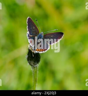 Der Northern Brown Argus Schmetterling Aricia Artaxerxes mit markanten weißen Flecken im Naturschutzgebiet Latterbarrow am Rande des Lake Dstrict Cumbria UK Stockfoto