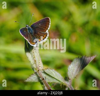 Der Northern Brown Argus Schmetterling Aricia Artaxerxes mit markanten weißen Flecken im Naturschutzgebiet Latterbarrow am Rande des Lake Dstrict Cumbria UK Stockfoto