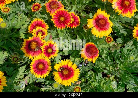 Gaillardia wird allgemein als indische Deckenpflanze bezeichnet, die auf die Spitzen der geöffneten Blüten der Blüten hinunter blickt und ein paar Bienen anlockt, die Pollen sammeln Stockfoto