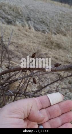 Blackhaw (Viburnum prunifolium) Plantae Stockfoto