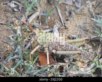 Lepra Milkweed Locust (Phymateus leprosus leprosus) Insecta Stockfoto