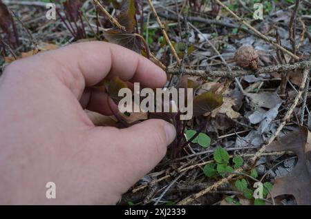 Twinleaf (Jeffersonia diphylla) Plantae Stockfoto