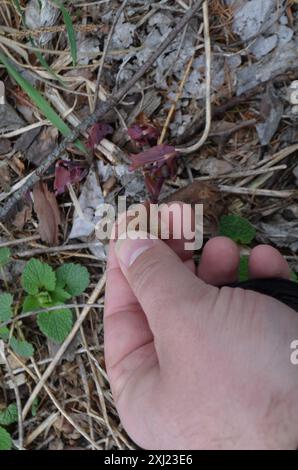 Twinleaf (Jeffersonia diphylla) Plantae Stockfoto