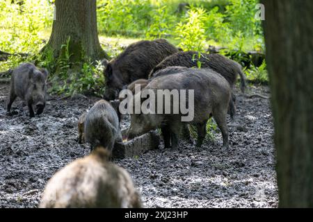 Wildschweine graben im matschigen Boden Stockfoto