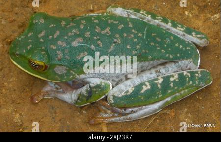 Weißlippenfrosch (Boophis albilabris) Amphibia Stockfoto