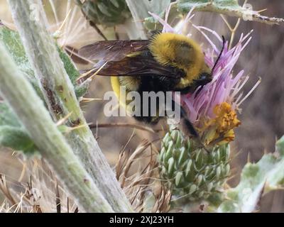 Morrison's Hummel (Bombus morrisoni) Insecta Stockfoto