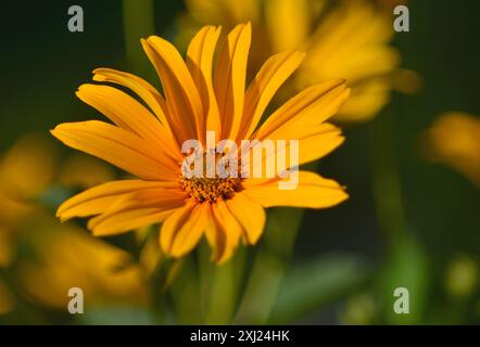 False Sunflower (Heliopsis helianthoides) Stockfoto