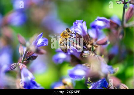 Biene APIs mellifera carnica sammelt Honig und Pollen auf Lavandula angustifolia Hidcote Blue Stockfoto