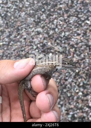 Südwestlicher Zaun Echse (Sceloporus cowlesi) Reptilia Stockfoto