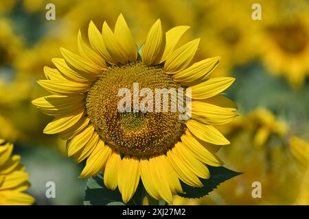 Eine Sonnenblume auf dem Feld Stockfoto