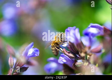 Biene APIs mellifera carnica sammelt Honig und Pollen auf Lavandula angustifolia Hidcote Blue Stockfoto