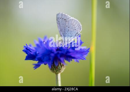 Ein holly blue butterfly Celastrina argiolus Fütterung. Die Holly Blue hat blasse Silber - Blue Wings mit hellen Elfenbein Punkte entdeckt. Stockfoto
