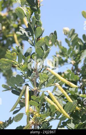 Sibirischer Erbsenstrauch (Caragana arborescens) Plantae Stockfoto