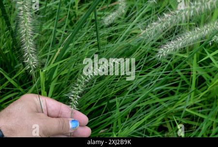 Chinesisches Pennisetum (Cenchrus alopecuroides) Plantae Stockfoto