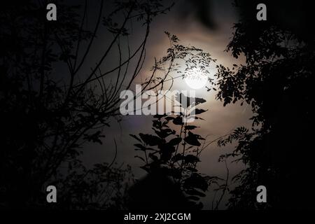 Der Mond scheint nachts durch tropische Bäume. Stockfoto