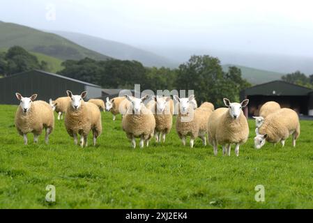 Lämmer, die auf einer Schaffarm in Cumbria Hill in den nördlichen Pennines auf den Markt kommen. Stockfoto