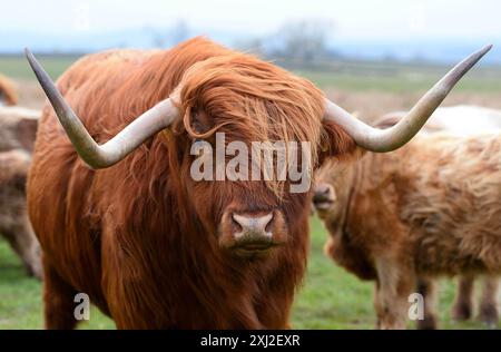 Highland-Kühe fotografiert in der Nähe von Kirkland in den Northern Pennines, Cumbria. Das Highland ist eine traditionelle Rasse im Westen Schottlands. Stockfoto