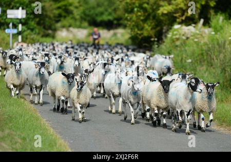 Wanderschafe in den nördlichen Pennines Cumbria Stockfoto