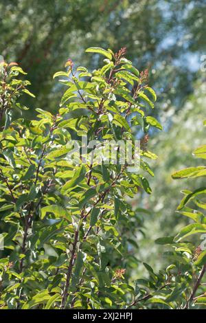 laurel Sumac (Malosma laurina) Plantae Stockfoto