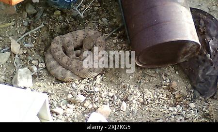 Südwestliche gesprenkelte Klapperschlange (Crotalus pyrrhus) Reptilia Stockfoto