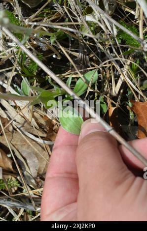 Feldpussytoes (Antennaria neglecta) Plantae Stockfoto
