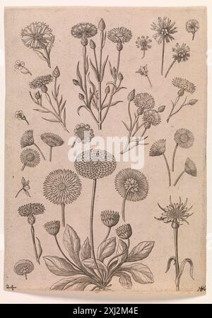 Kupferstich von Adriaen Collaert und der Familie Galle mit Kornblumen, mit botanischen Details, Stielen, Blättern und flämischem Druckstil aus dem 16. Bis 17. Jahrhundert. Stockfoto