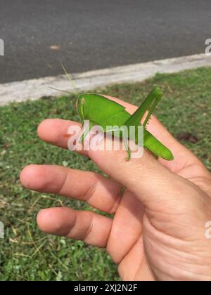 Große grüne Grasshopper (Chondracris rosea) Insecta Stockfoto