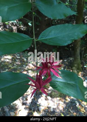 Kalifornische Süßstrauch (Calycanthus occidentalis) Plantae Stockfoto