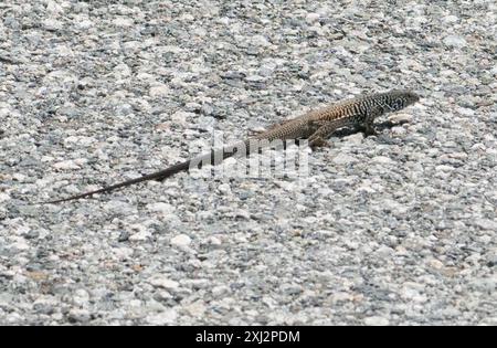 Westlicher Whiptail (Aspidoscelis tigris) Reptilia Stockfoto