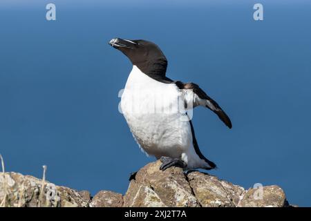 Razorbill Bird, ALCA torda ein Mitglied der Familie Auk, Skomer, Wales, Großbritannien Stockfoto