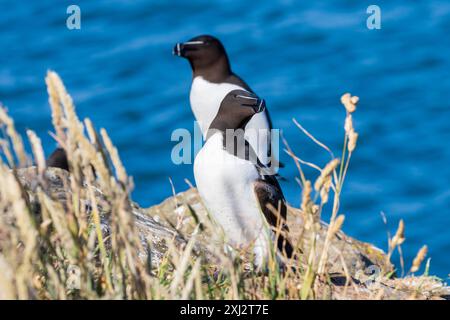 Razorbill Bird, ALCA torda ein Mitglied der Familie Auk, Skomer, Wales, Großbritannien Stockfoto