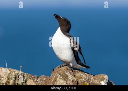 Razorbill Bird, ALCA torda ein Mitglied der Familie Auk, Skomer, Wales, Großbritannien Stockfoto