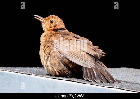 Sonnenbad gegen Parasiten eine Amsel, oder auch Schwarzdrossel genannt, nimmt ein Sonnenbad auf einem Dach um also mit Hilfe hoher Temperaturen Parasiten in ihrem Gefieder abtöten. *** Sonnenbaden gegen Parasiten Eine Amsel, auch bekannt als Amsel, nimmt ein Sonnenbad auf einem Dach, um Parasiten mit Hilfe hoher Temperaturen in ihren Federn zu töten Stockfoto