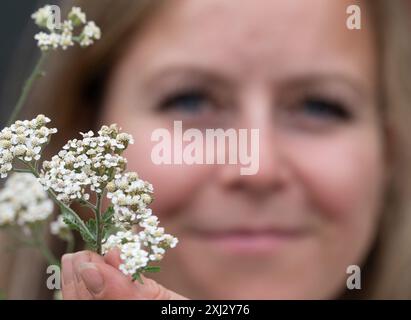 Neuenhagen Bei Berlin, Deutschland. Juli 2024. Jessica Görß, Besitzerin der Wildblüten-Baumschule, hält eine Schafgarbe (Achillea millefolium) in den Händen. Die Schafgarbe wurde heute vom Brandenburger Umweltministerium und der Deutschen Gartenbaugesellschaft (DGG) als „Wildpflanze des Landes Brandenburg“ bezeichnet. Quelle: Soeren Stache/dpa/Alamy Live News Stockfoto