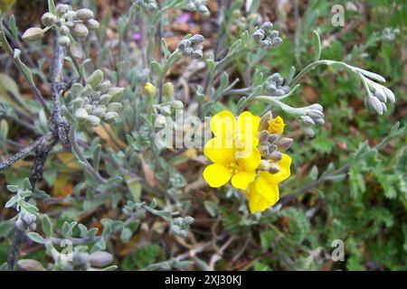 Blasenschoten (Physaria) Plantae Stockfoto