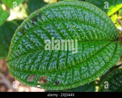 Kosters Fluch (Miconia crenata) Plantae Stockfoto