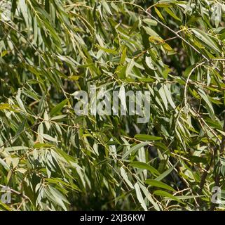 Gooddings Weide (Salix gooddingii) Plantae Stockfoto