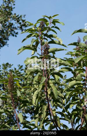 laurel Sumac (Malosma laurina) Plantae Stockfoto