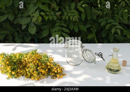 Herstellung von Johanniskrautöl aus frisch blühender Hypericum perforatum Pflanze. Nahaufnahme. Stockfoto