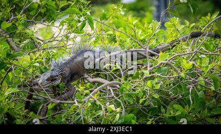 Ein grüner Iguana in einem Baum auf der Insel St. John auf den amerikanischen Jungferninseln Stockfoto