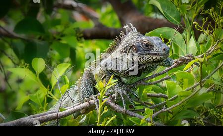 Ein grüner Iguana in einem Baum auf der Insel St. John auf den amerikanischen Jungferninseln Stockfoto