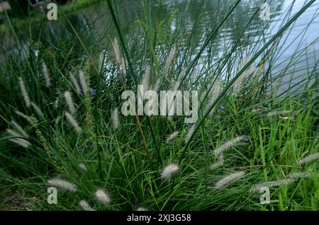 Chinesisches Pennisetum (Cenchrus alopecuroides) Plantae Stockfoto