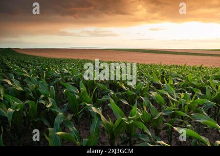 Sonnenaufgang über einem Feld mit jungen Maiskörnern. Agrarindustrie Stockfoto