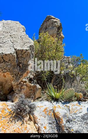 Orange Xanthoria Flechte bedeckt Kalksteinblöcke mit saftigen Pflanzen an den Wänden des Walnut Canyon National Monument Stockfoto