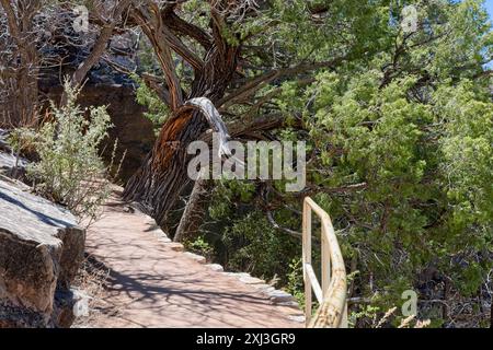 Knorriger alter wacholderbaum teilt sich die Klippenwand mit dem Fußweg auf dem Island Trail des Walnut Canyon National Monument Stockfoto