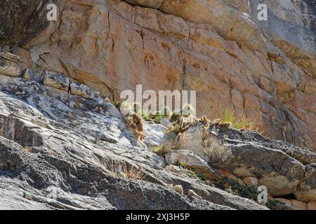 Hell erleuchteter Kaktuskaktus auf Kalksteinvorsprung an den zerklüfteten Wänden des Walnut Canyon National Monument Stockfoto