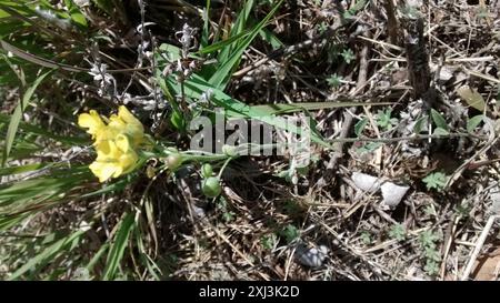Blasenschoten (Physaria) Plantae Stockfoto