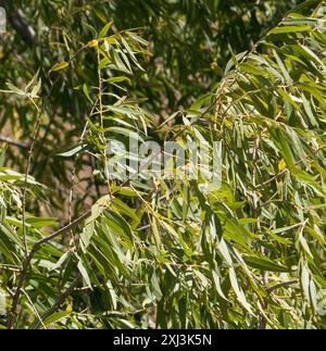 Gooddings Weide (Salix gooddingii) Plantae Stockfoto