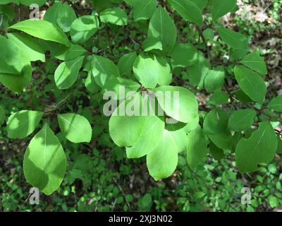 Blackhaw (Viburnum prunifolium) Plantae Stockfoto